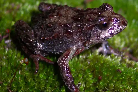 Tasmanian Froglet