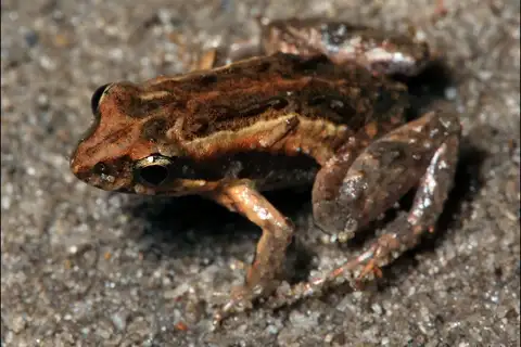 Wallum Froglet