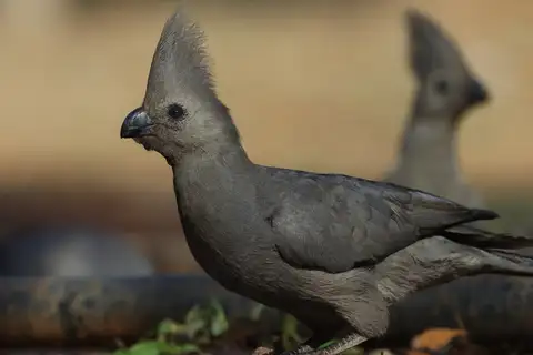 Grey Go-away-bird