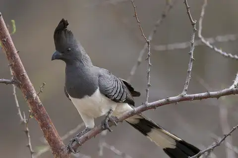 White-bellied Go-away-bird