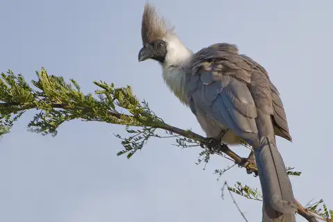 Bare-faced Go-away-bird
