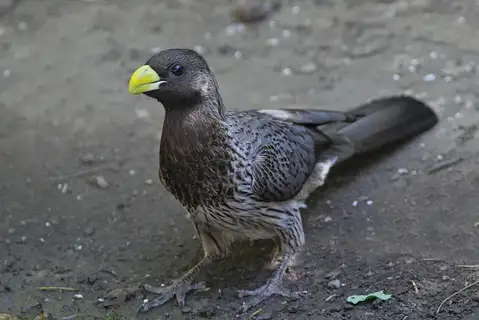 Western Plantain-eater