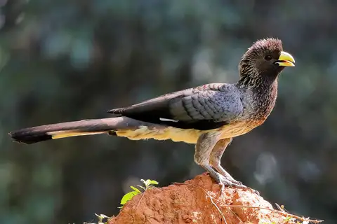 Eastern Plantain-eater