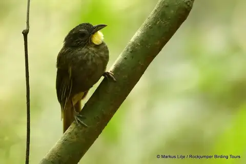 Western Bearded Greenbul
