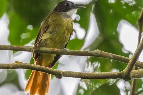 Red-tailed Greenbul