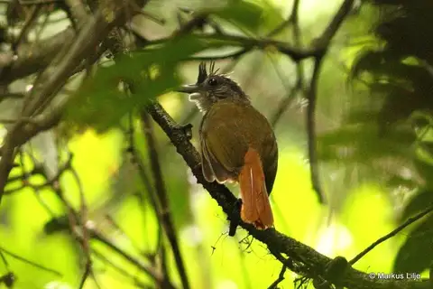 Eastern Bearded Greenbul