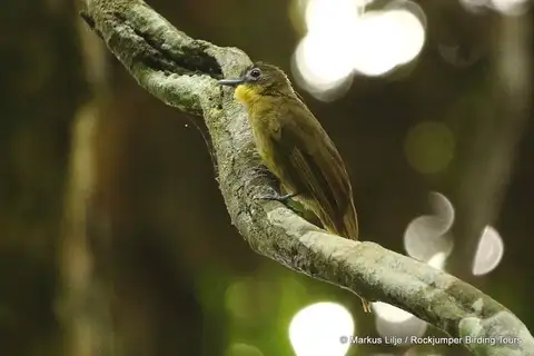 Yellow-bearded Greenbul