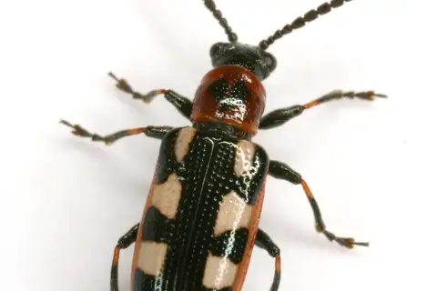 Common Asparagus Beetle