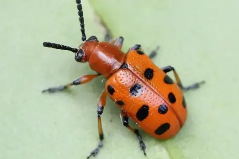 Spotted Asparagus Beetle