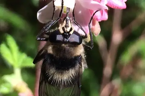 Williston's Bumble Fly