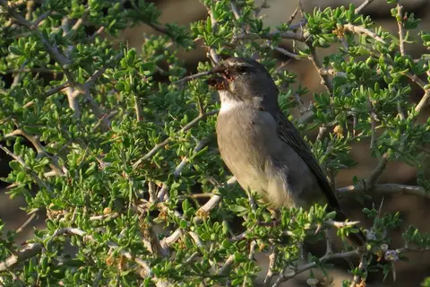 White-throated Canary