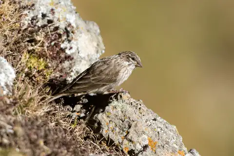 Ankober Serin