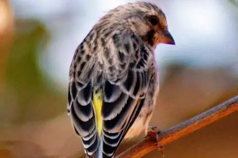 Black-throated Canary