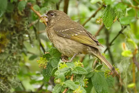 Thick-billed Seedeater