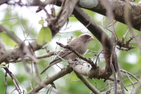 West African Seedeater
