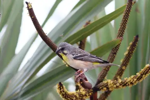 Lemon-breasted Canary