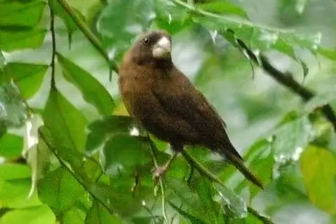 Sao Tome Grosbeak