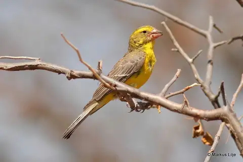 Northern Grosbeak-Canary