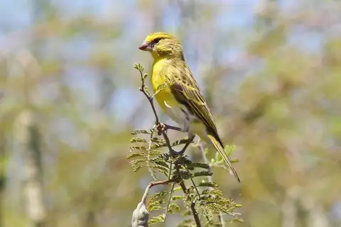 White-bellied Canary