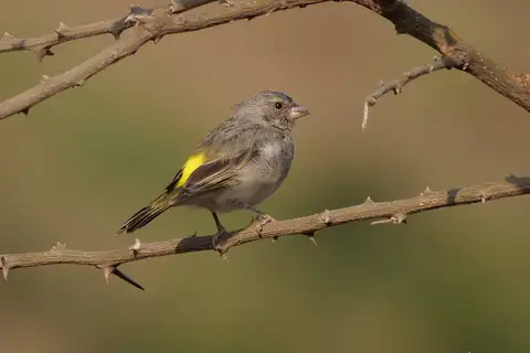 Yellow-throated Seedeater
