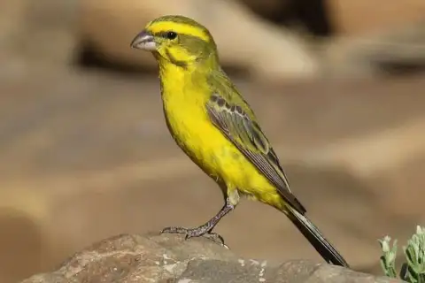 Yellow Canary
