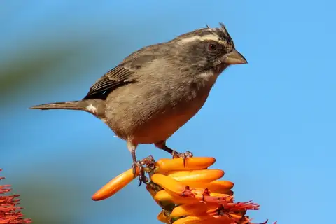 Streaky-headed Seedeater