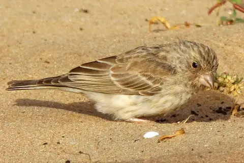 White-rumped Seedeater