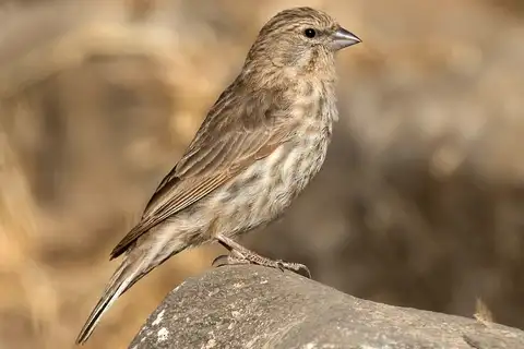 Yemen Serin