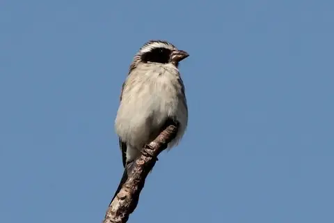 Black-eared Seedeater