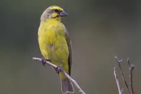 Yellow-fronted Canary