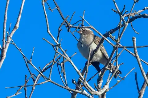 Reichard's Seedeater