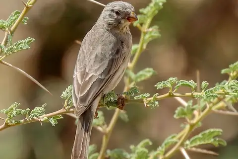 Arabian Serin