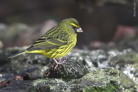 Forest Canary