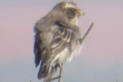 Stripe-breasted Seedeater