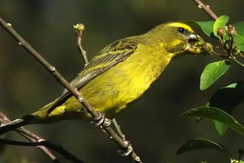 Brimstone Canary