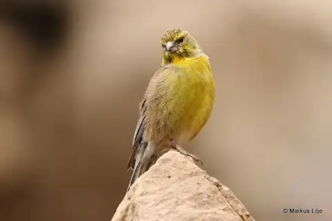 Drakensberg Siskin