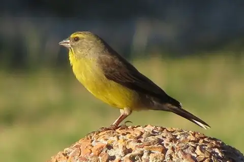 Cape Siskin