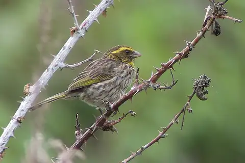 Yellow-browed Seedeater