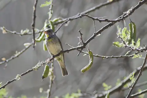 Salvadori's Seedeater