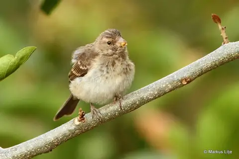 Yellow-rumped Seedeater