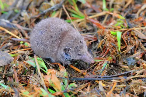 Greater White-toothed Shrew