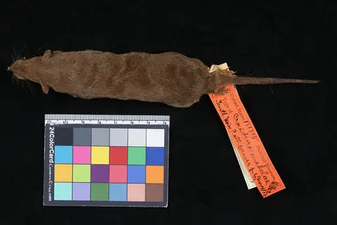 Savanna Path Shrew