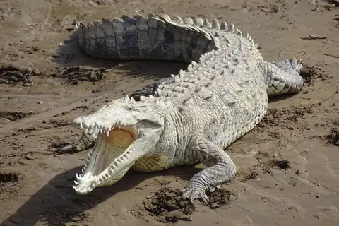 American Crocodile