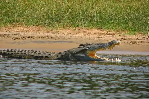 Nile Crocodile