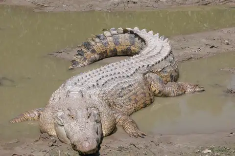 Saltwater Crocodile