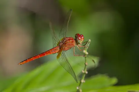 Scarlet Skimmer