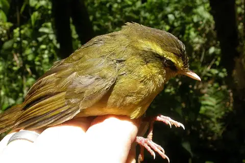 Madagascar Yellowbrow