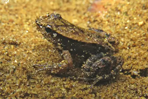Brazilian Spinythumb Frog