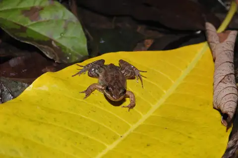 Crossodactylus werneri