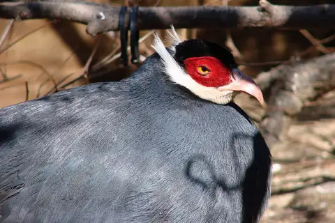 Blue Eared Pheasant
